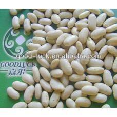 CROP WHITE KIDNEY BEANS